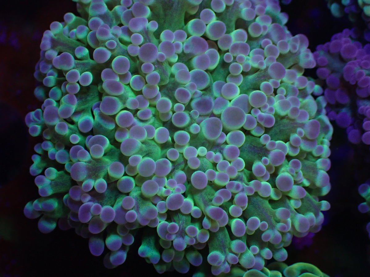 WYSI Toxic Frogspawn small