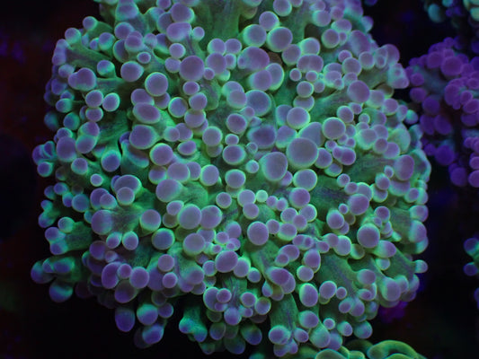 WYSI Toxic Frogspawn small