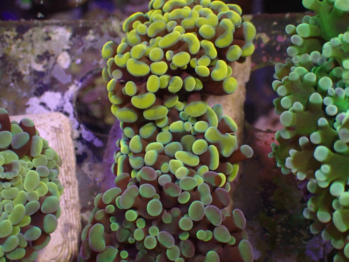 WYSI Golden Frogspawn Garden