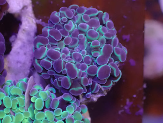 WYSI Hologram Frogspawn