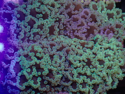 WYSI Purple & Mint Chimera Frogspawn