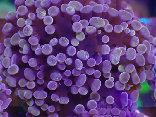 WYSI Unique Frogspawn