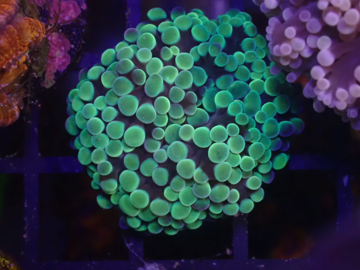 WYSI Unique Frogspawn