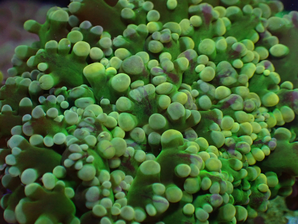 WYSI Holy Grail Frogspawn (medium)