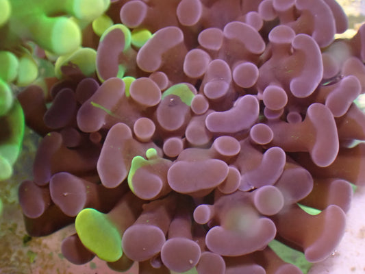 WYSI Chimera Frogspawn