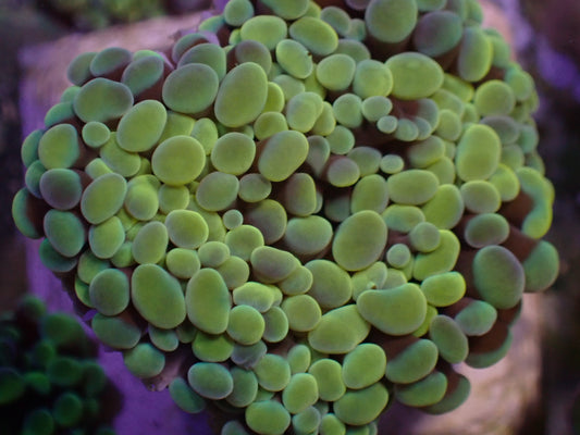 WYSI Gold Frogspawn