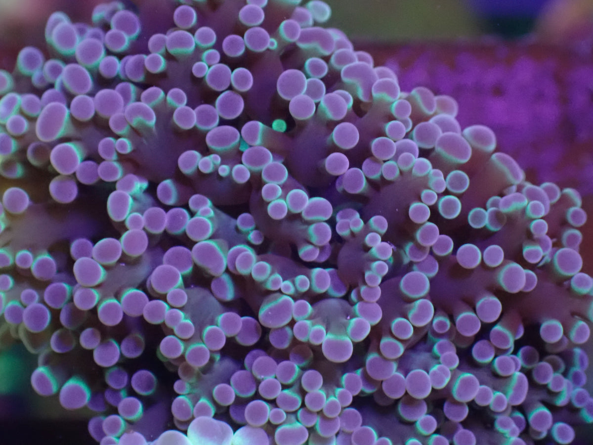 WYSI Holographic Frogspawn