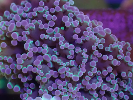 WYSI Holographic Frogspawn