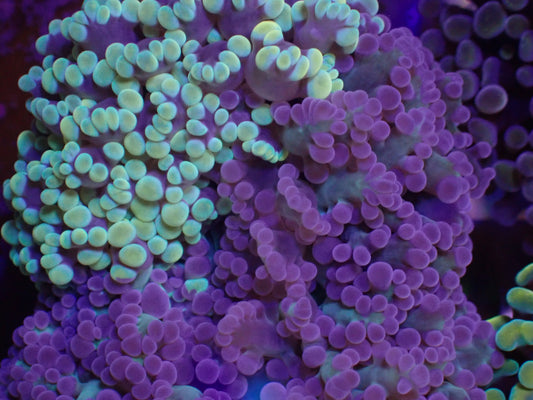 WYSI Chimera Frogspawn Gold & Purple