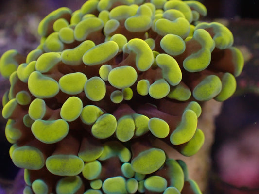 WYSI Gold Frogspawn Frag Size