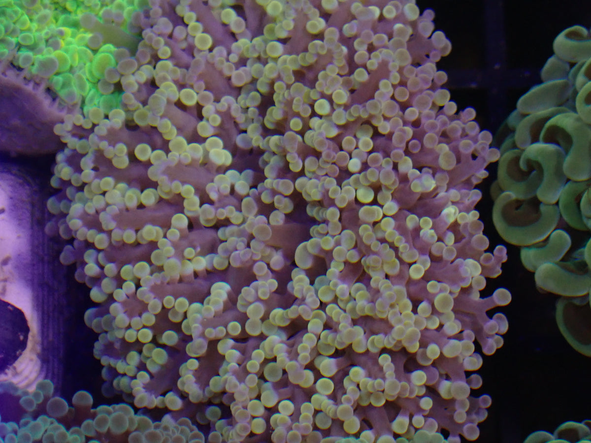 WYSI Gold Frogspawn Medium