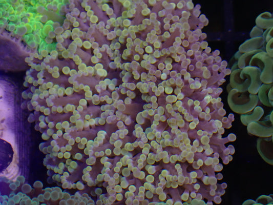 WYSI Gold Frogspawn Medium