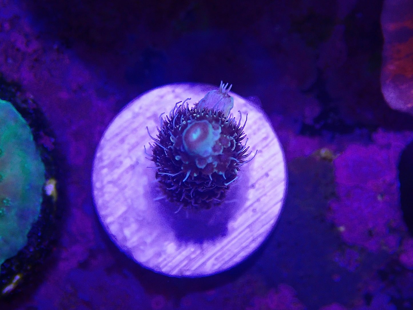 Special Tenius Acropora bifaria