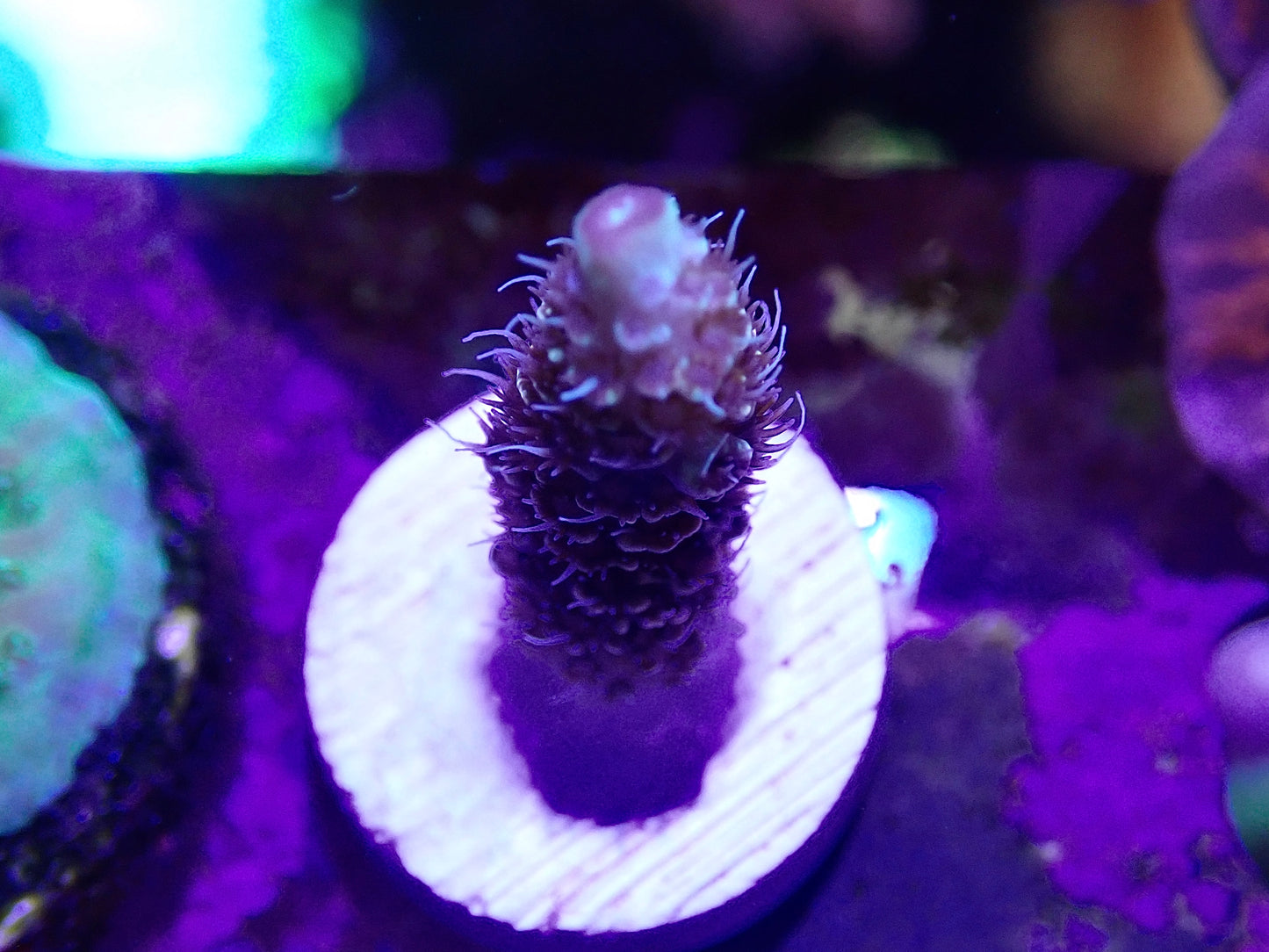 Special Tenius Acropora bifaria