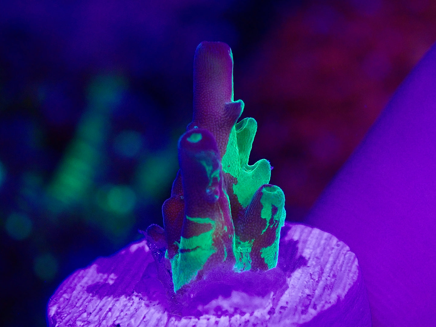 Grafted Cherry Blossom Acropora