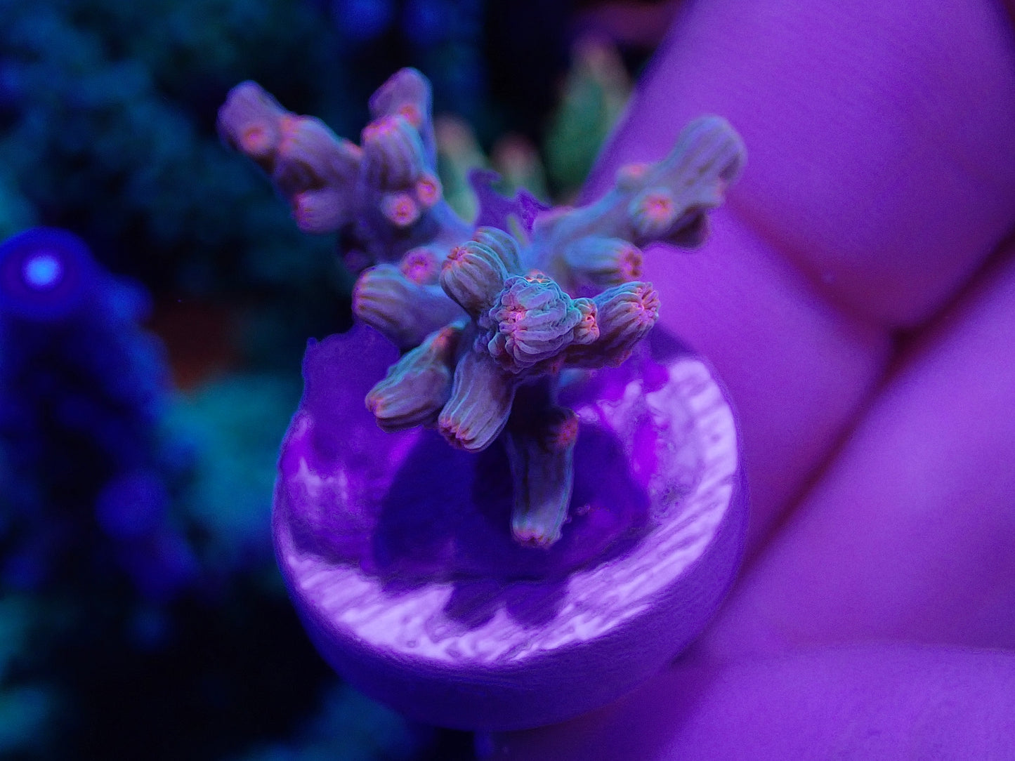 RARE Cotton Candy Branching Cyphastrea