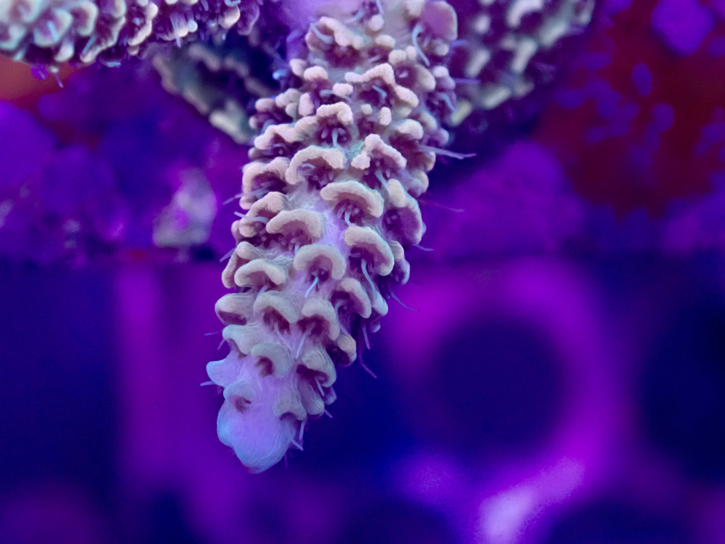 Special Tenius Acropora bifaria