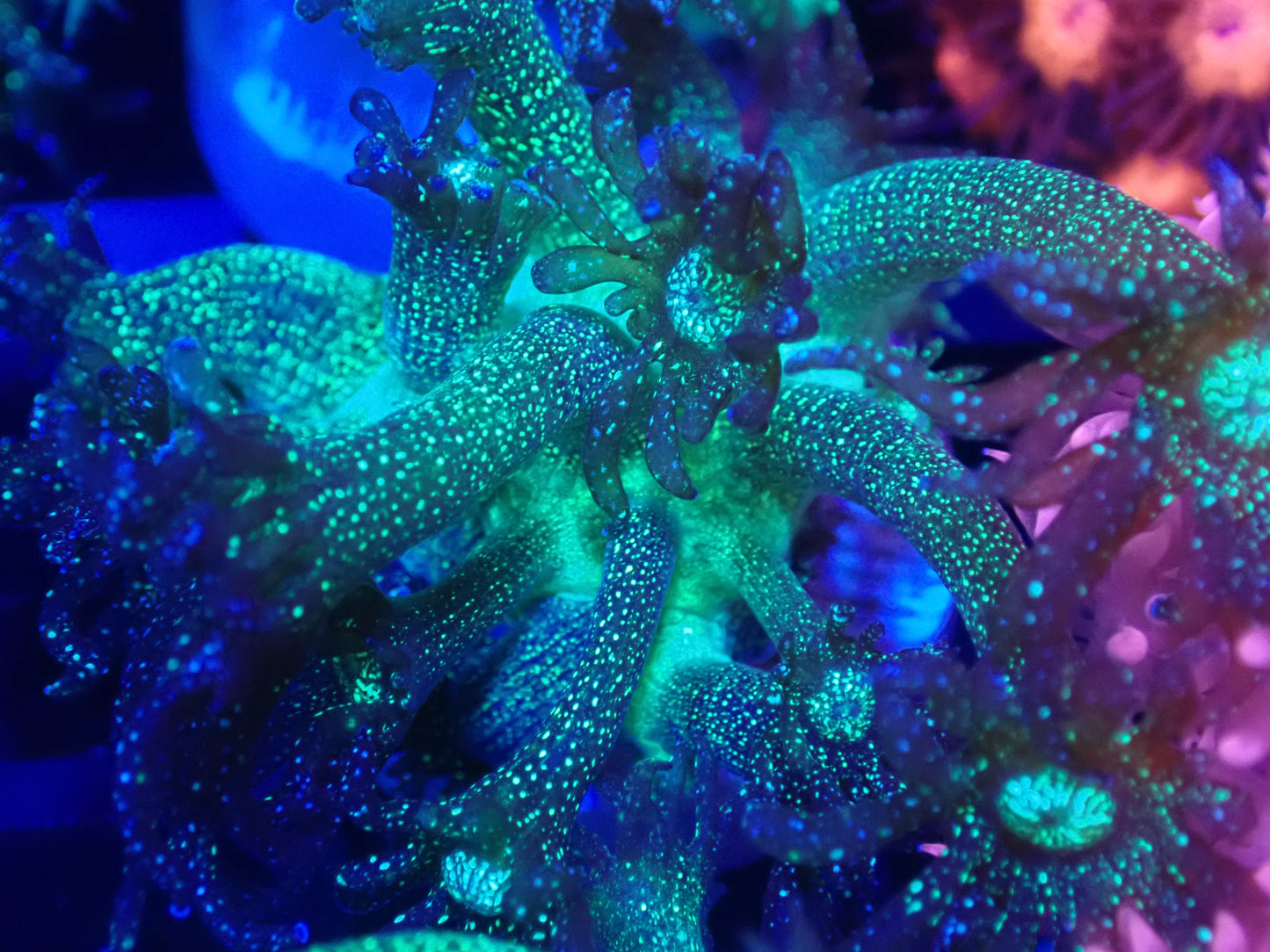 OG Green Glitterbomb Gonipora