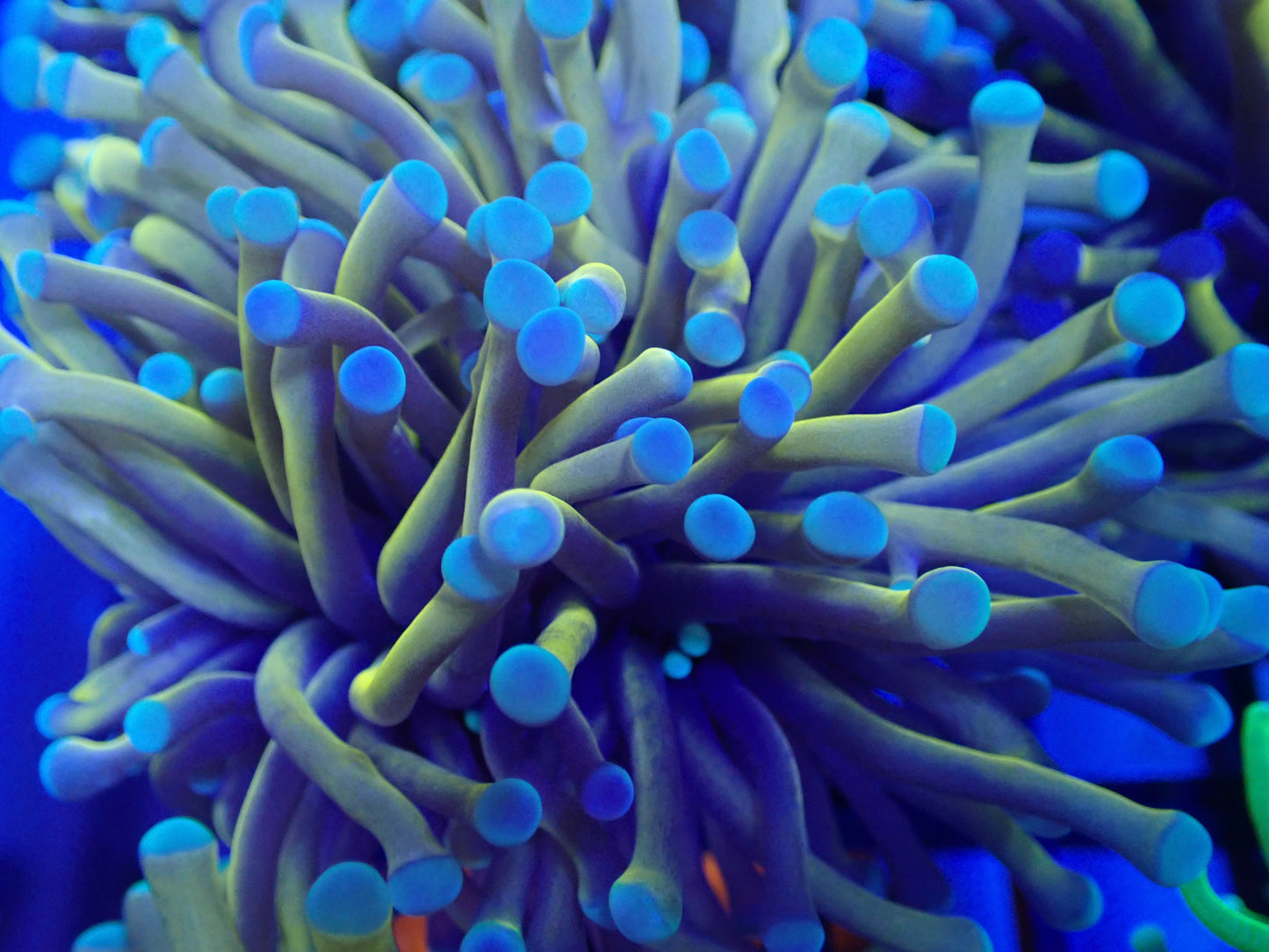 Holy Grail & Gold Mint Tip Torch Bundle