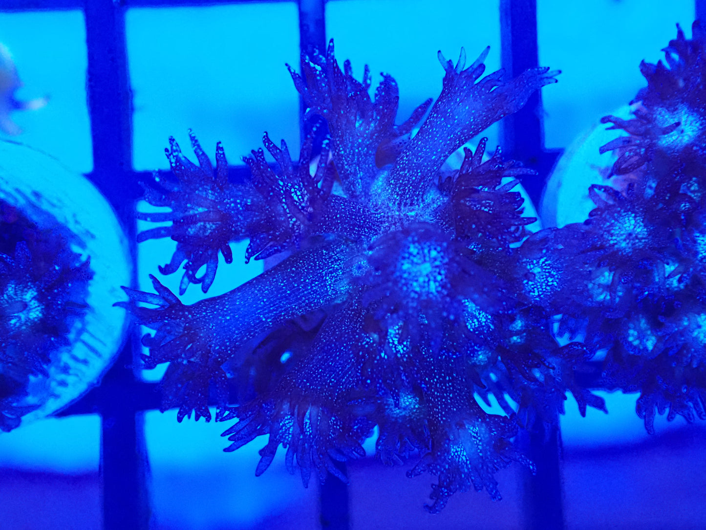 Red & Blue GLITTER Goni Pack