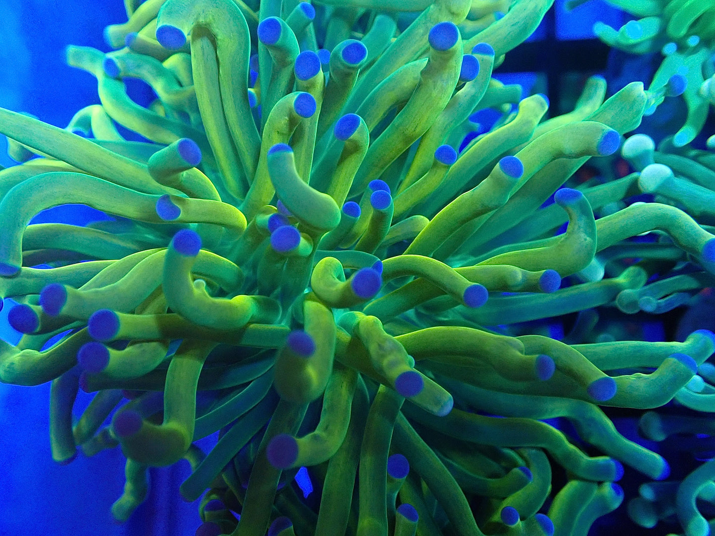 Holy Grail & Gold Mint Tip Torch Bundle