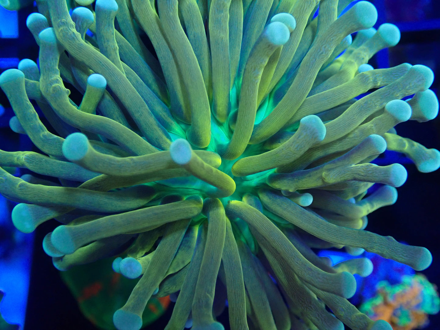 Brass Monkey Torch ( Green Mouth Gold )