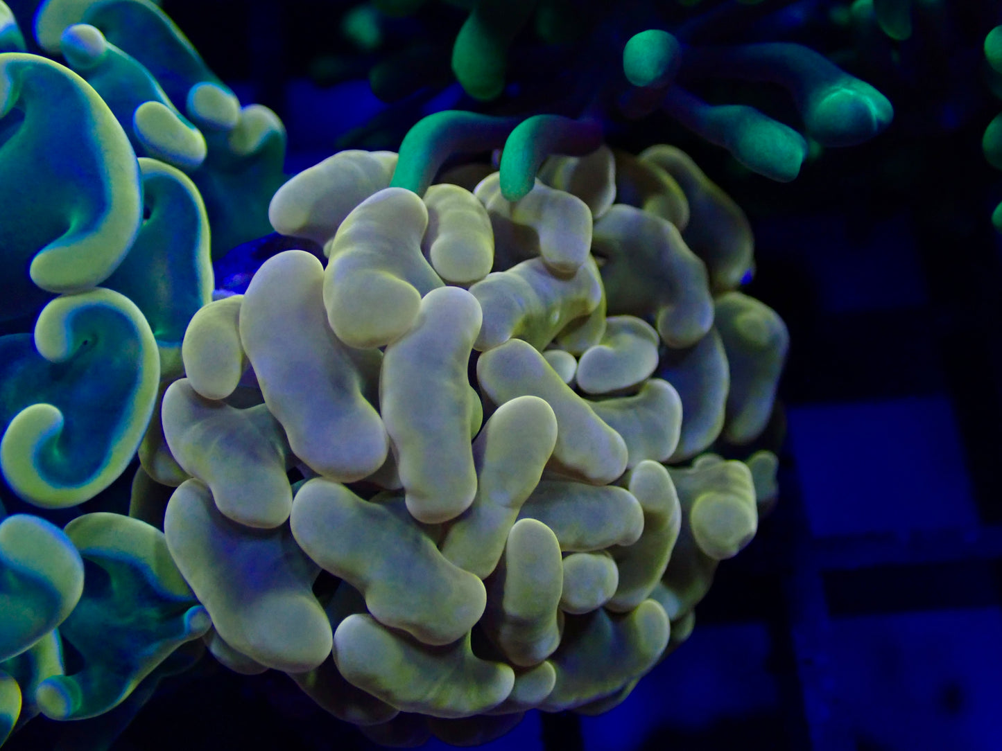 Ultra Orange Hammer Frag