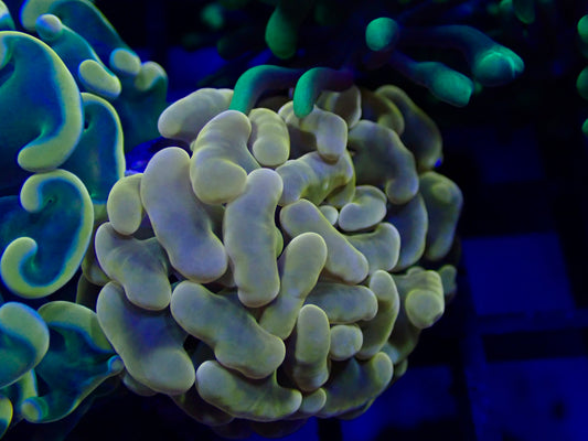 Ultra Orange Hammer Frag