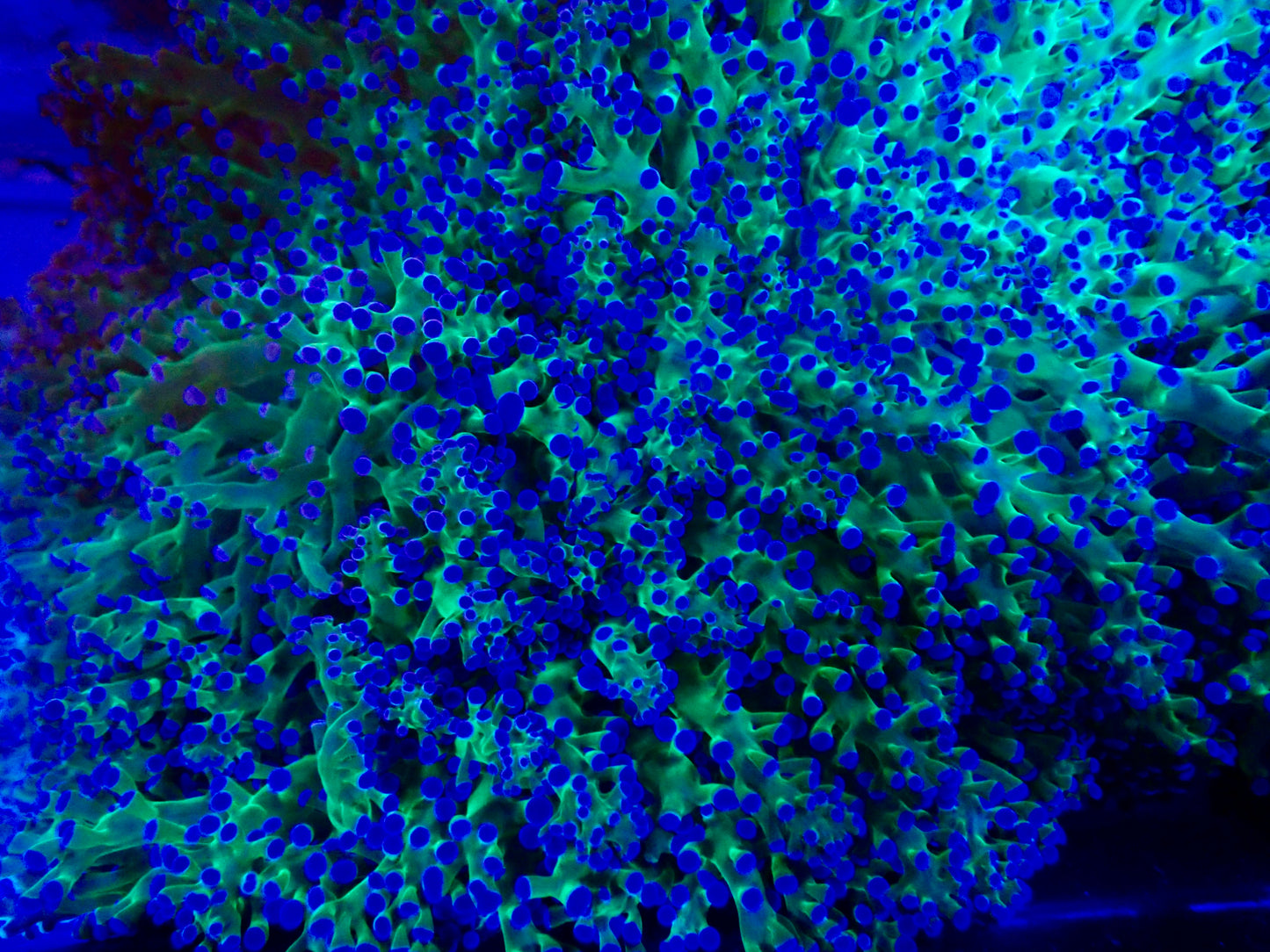 Reverse Frogspawn Large Colony (15cm)