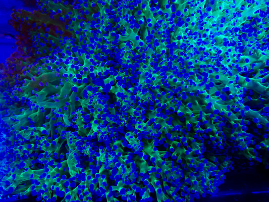 Reverse Frogspawn Large Colony (15cm)