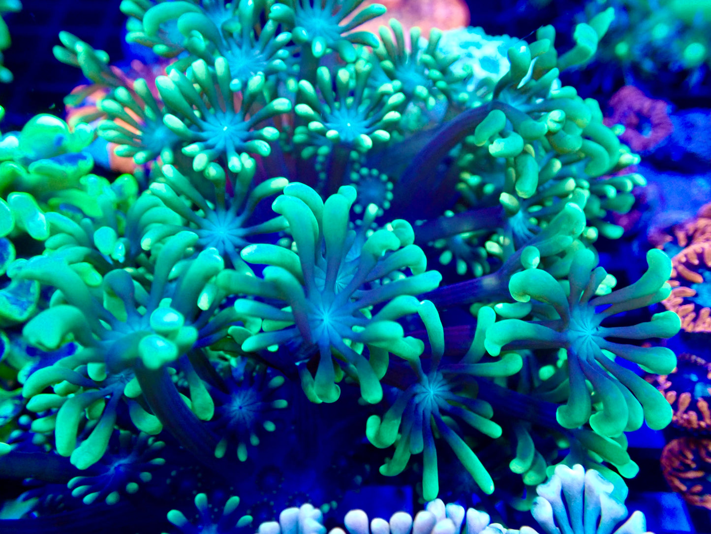 Green Alveopora colony