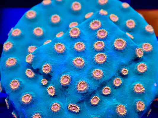 Cyphastrea