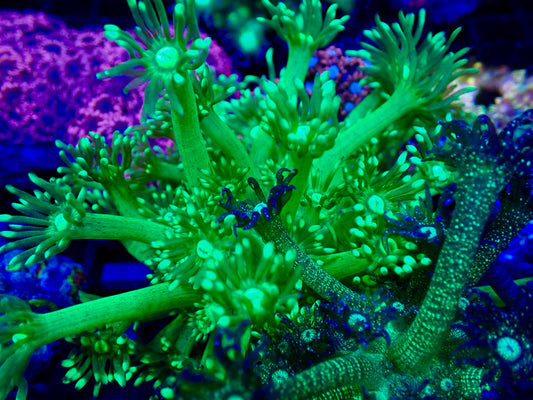 Highlighter Goni XL Frag Size