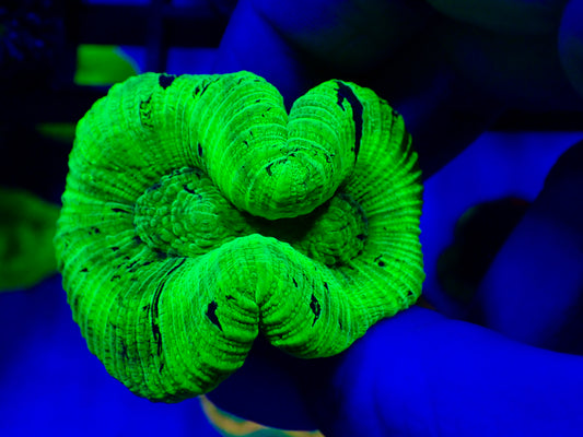 Yellow Neon Trachy Small