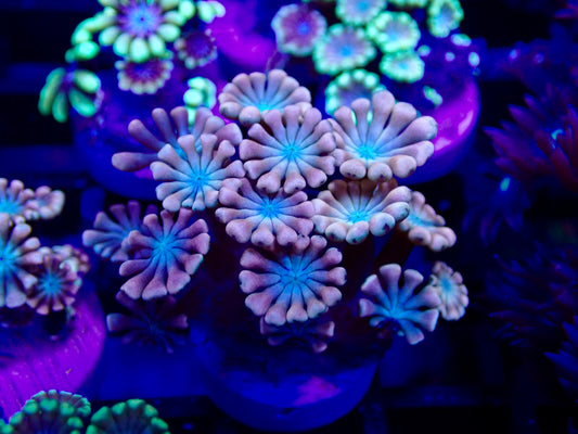 Ultra Pink Alveopor Frag