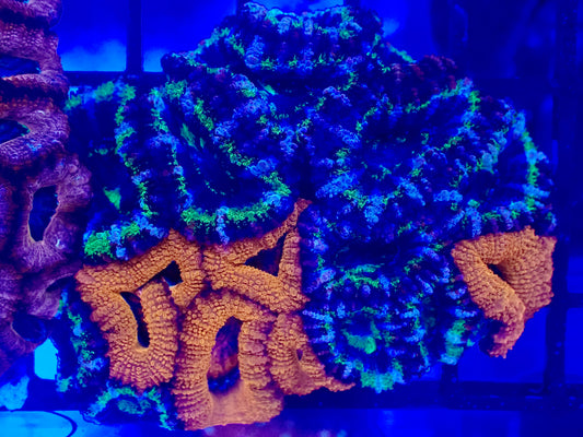 UNIQUE Acan