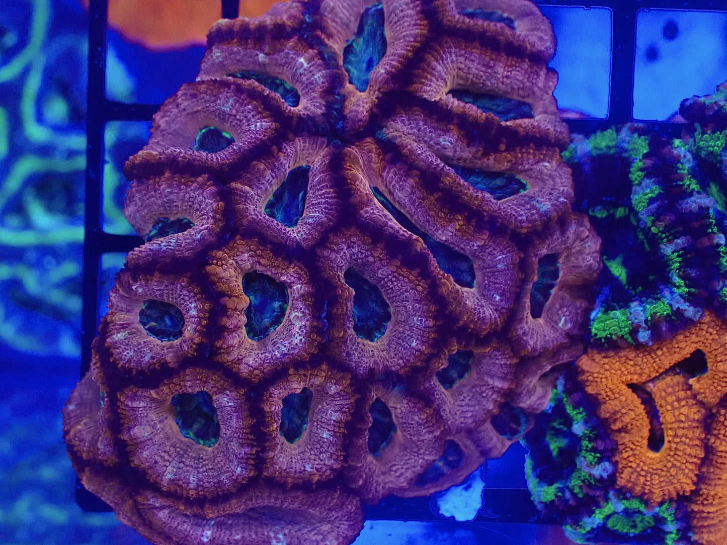 Ultra Acan