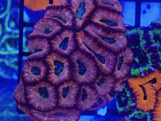 Ultra Acan