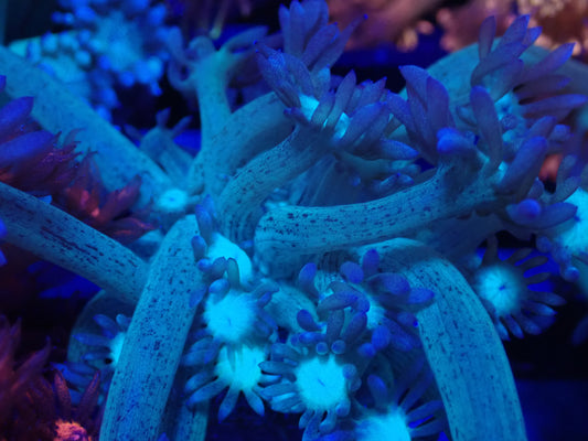 Blue & purple ultra goni frag