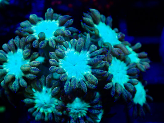 Unique Bronze Tip Mint Eye Goni