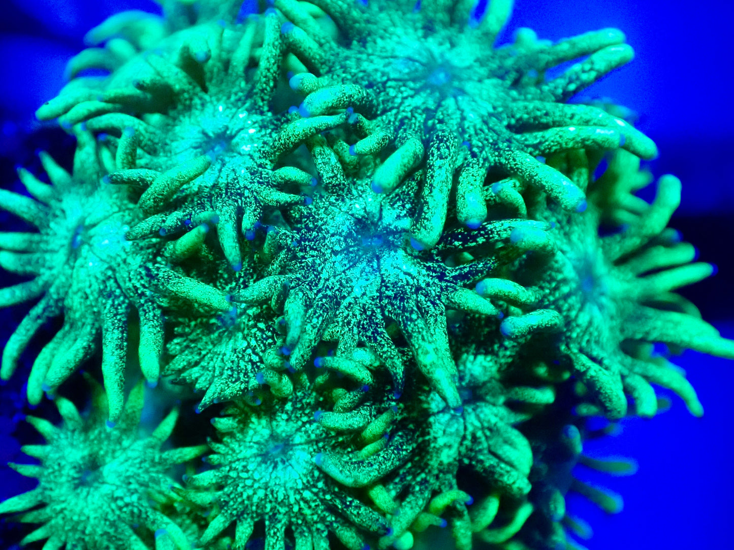 Neon Green Glitter Goni