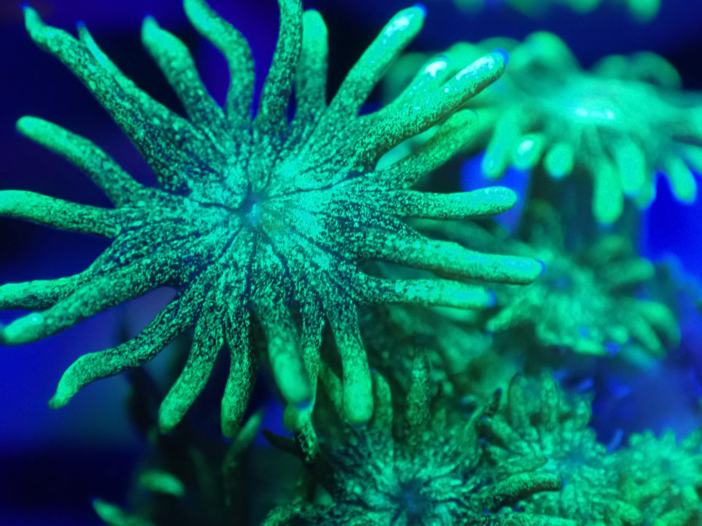 Neon Green Glitter Goni