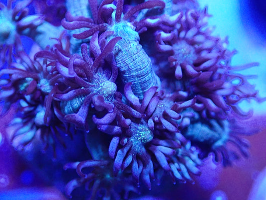 Purple Glitterface Goni