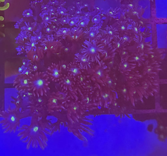 Purple bright eye goni mini colony