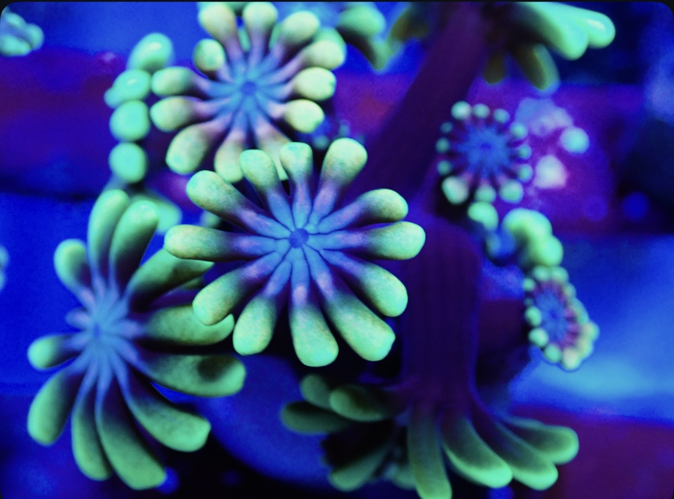 Ultra Rainbow Alveopora (Larger Polyp)