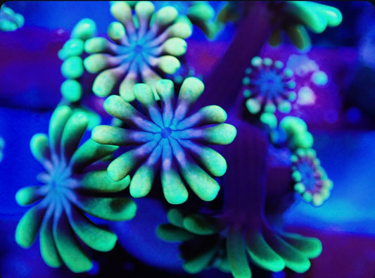 Ultra Rainbow Alveopora (Larger Polyp)