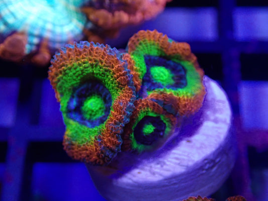 Holy Grail Acan