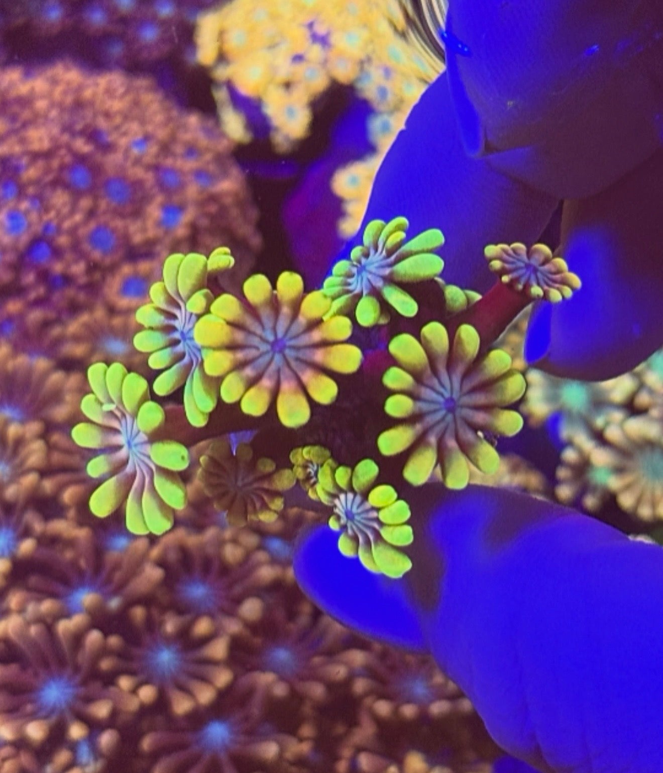 Ultra Rainbow Alveopora