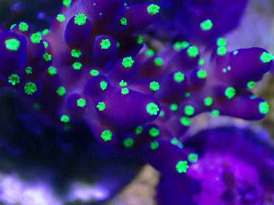 Bonsai Acro Frag