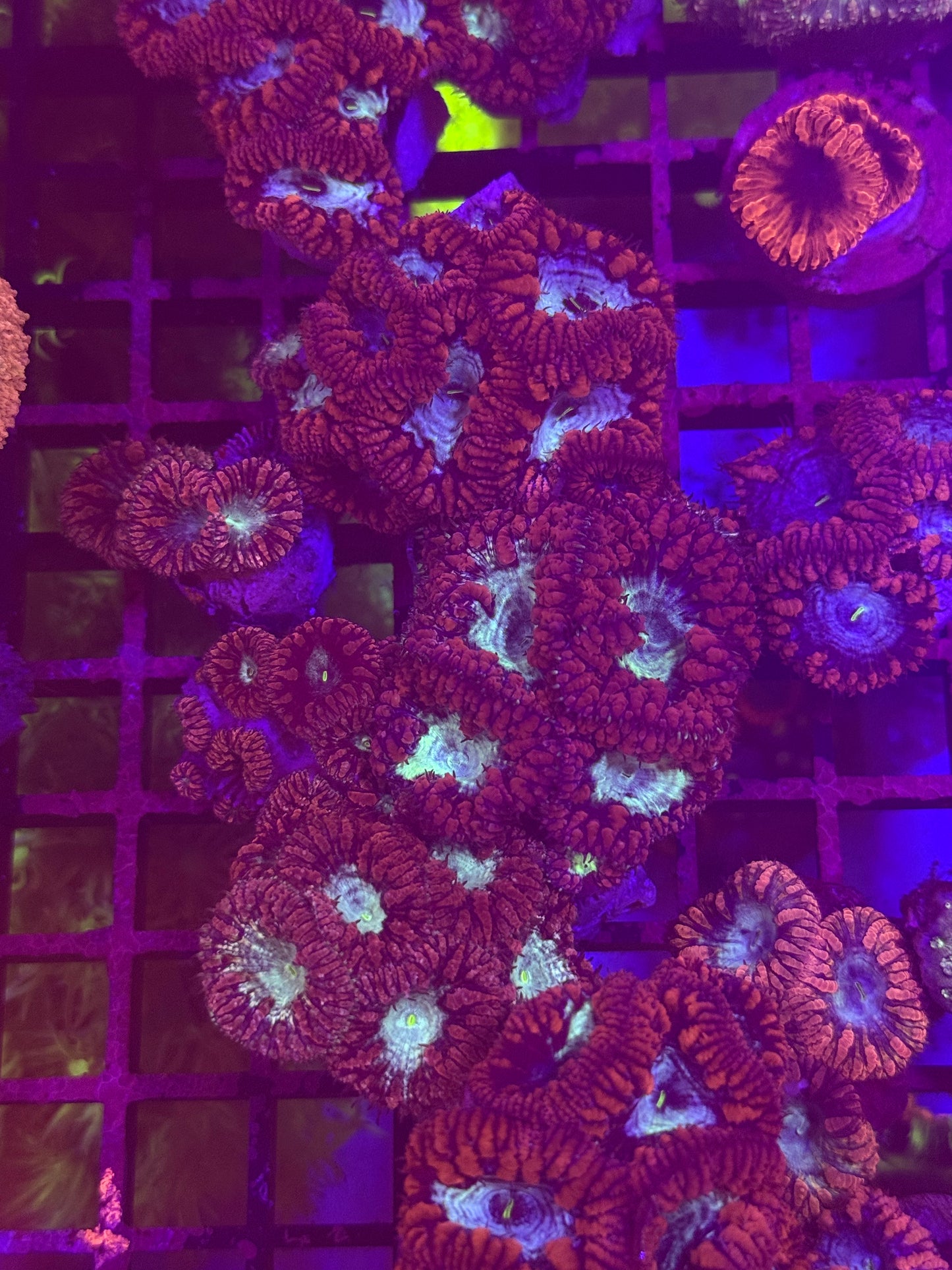 Blue eye purple blasto